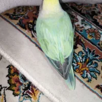 طوطی کوتوله برزیلی رام و دستی|پرنده|بانه, |دیوار