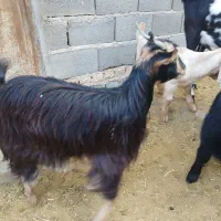 بز و گوسفند