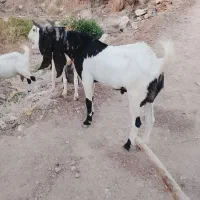 بعده تخمی