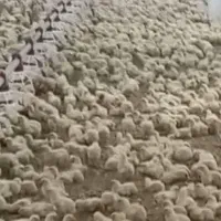 کارگر مرغ گوشتی