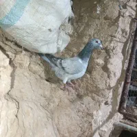 کفتر|پرنده|مود, |دیوار