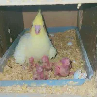 عروس هلندی در همه رنگ و مرغ عشق رنگ خاص