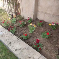گل و گیاه خدمات کاشت گل باغبانی در تمام نقاط تهران|خدمات باغبانی و درختکاری|تهران, اقدسیه|دیوار