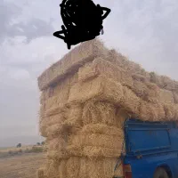 پرس جو گندم تحویل دامداری