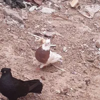 کفتر و مرغ محلی|پرنده|بندر ماهشهر, |دیوار