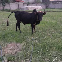 ورزاچالوسی