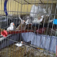 فنچ|پرنده|قزوین, |دیوار