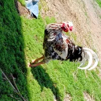 خروس