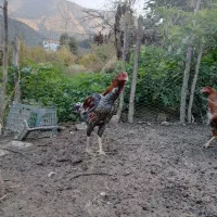 خروس لاری با کیفیت|حیوانات مزرعه|فاضل آباد, |دیوار