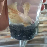 فایتر گرید(A)وارداتی|ماهی|اسلام‌شهر, شهرک مفیدی|دیوار