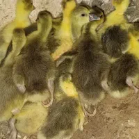 فروش جوجه غاز