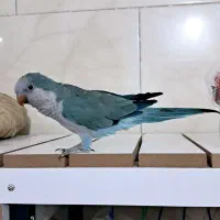 راهب آبی فول رام پروازی بی نظیر عروسک سخنگو|پرنده|شیراز, شهدای شهرک سعدی|دیوار