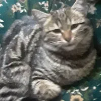 واگذاری گربه نر