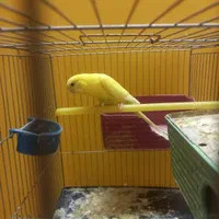 پرنده|پرنده|اصفهان, ارزنان|دیوار