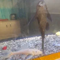 ماهی لجن خوار