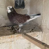 کفتر|پرنده|فردیس, سپید دشت|دیوار