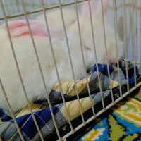 خرگوش|موش و خرگوش|تربت جام, کشتارگاه|دیوار