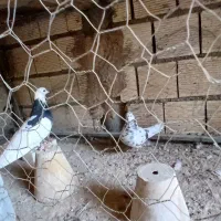 طوقی ۱۰۰|پرنده|خمینی‌شهر, |دیوار