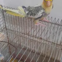 عروس هلندی|پرنده|طبس, |دیوار