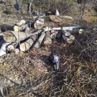 خریدوفروش انواع درخت وچوب با قیمت روز بازار|خدمات باغبانی و درختکاری|تبریز, |دیوار