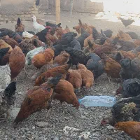جوجه مرغ.وخروس|حیوانات مزرعه|تربت‌حیدریه, چهارراه خواف|دیوار