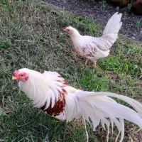 فروش یوکوهاما|حیوانات مزرعه|رامسر, |دیوار