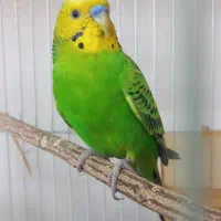 استثنایی ترین مرغ عشق سخنگو ایران