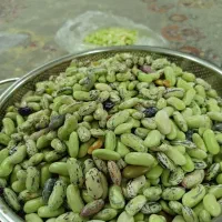 پاچ باقالی پاک شده کیلویی۵۵۰ تومن