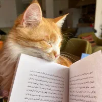 واگذاری گربه(لطفا در صورت داشتن شرایط تماس بگیرید)|گربه|ساری, |دیوار