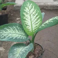 دیفن باخیاوسانسوریا