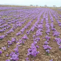 زعفران اصل به شرط ضمانتی|خوردنی و آشامیدنی|شیراز, گویم|دیوار