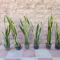 گل سانسوریا ابلق،سانسوریا ابلغ