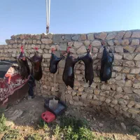 هیزه|لوازم جانبی حیوانات|دالاهو, |دیوار