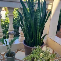 گل سانسوریا زاموفیلیا پدیلانتوس