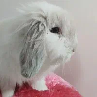 خرگوش لوپی اصل