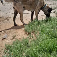 سگ ماده سرابی شکم طلا به شرط|سگ|اردبیل, |دیوار