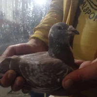 دوبر سرعتی|پرنده|اردبیل, |دیوار