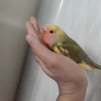 دنیای برزیلی / عروس هلندی ورق بزنید|پرنده|تهران, پرستار|دیوار