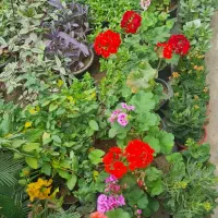 بار جدید گل و گیاه حیاطی و اپارتمانی رسید