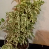 طلای سبز|جواهرات|خرمآباد, |دیوار