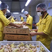 مستقیم سفارش باماشین حمل برای یاسوج جوجه گوشتی|حیوانات مزرعه|یاسوج, |دیوار