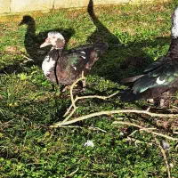 اردک و بوقلمون|حیوانات مزرعه|پره‌سر, |دیوار