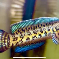 ماهی چانا گلدن کبرا|ماهی|تهران, صادقیه|دیوار