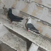 کبوتر