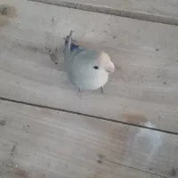 توجه توجه ی طوطی برزیلی گمشده|پرنده|قنوات, |دیوار