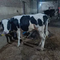 گوساله هلندی