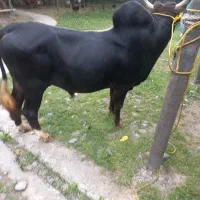 ورزا گاو نر