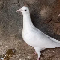 2 سفید آلمانی|حیوانات|چناران, |دیوار