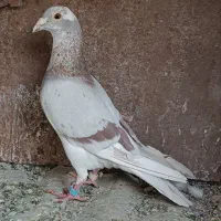 نر آردن