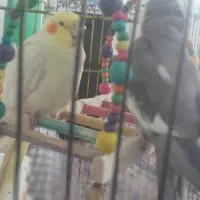 گمشدها|حیوانات|دورود, |دیوار